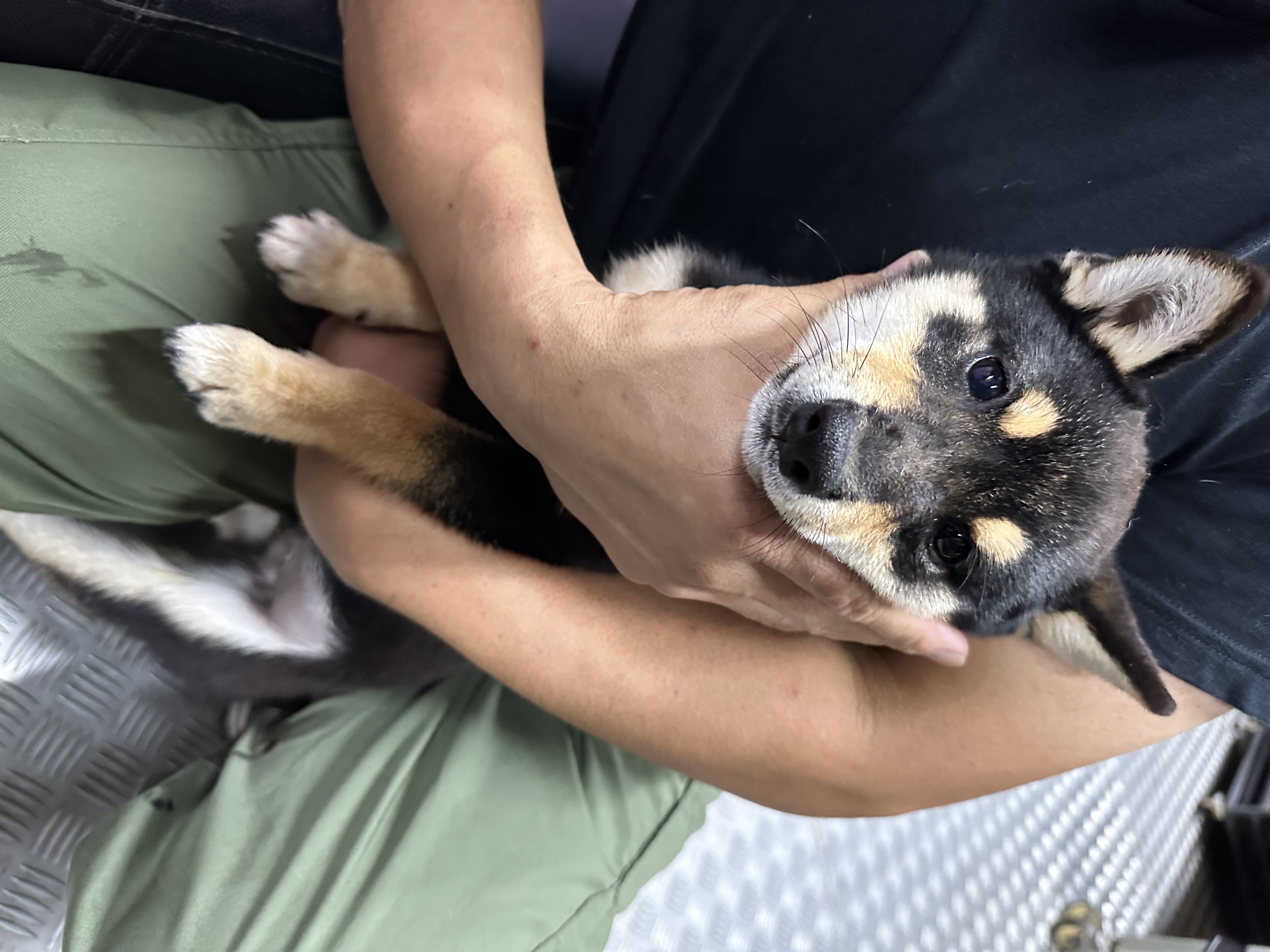 宮崎県宮崎市にある豆柴 柴犬ブリーダー 豆柴 桜庵