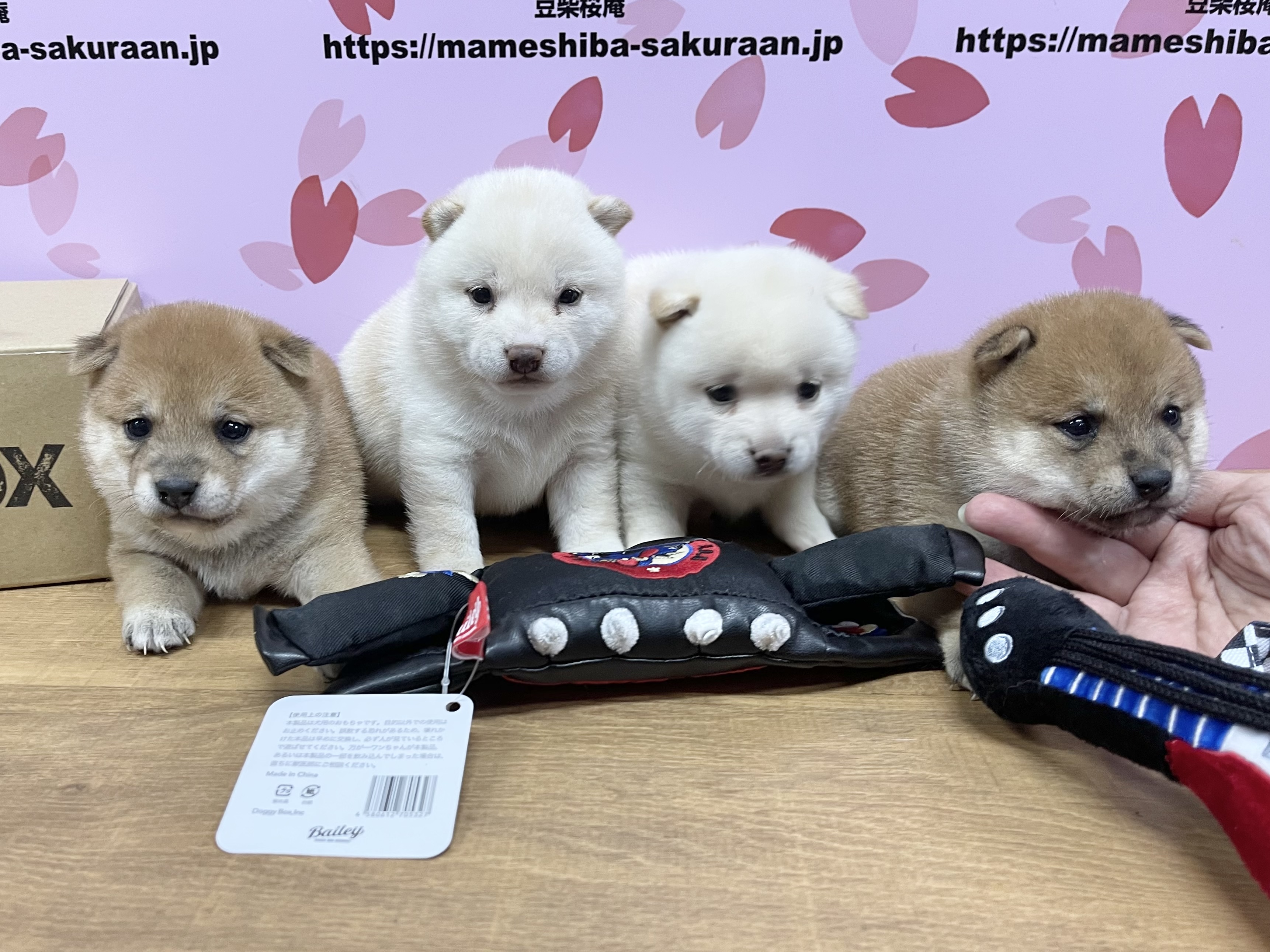 宮崎県宮崎市にある豆柴 柴犬ブリーダー 豆柴 桜庵